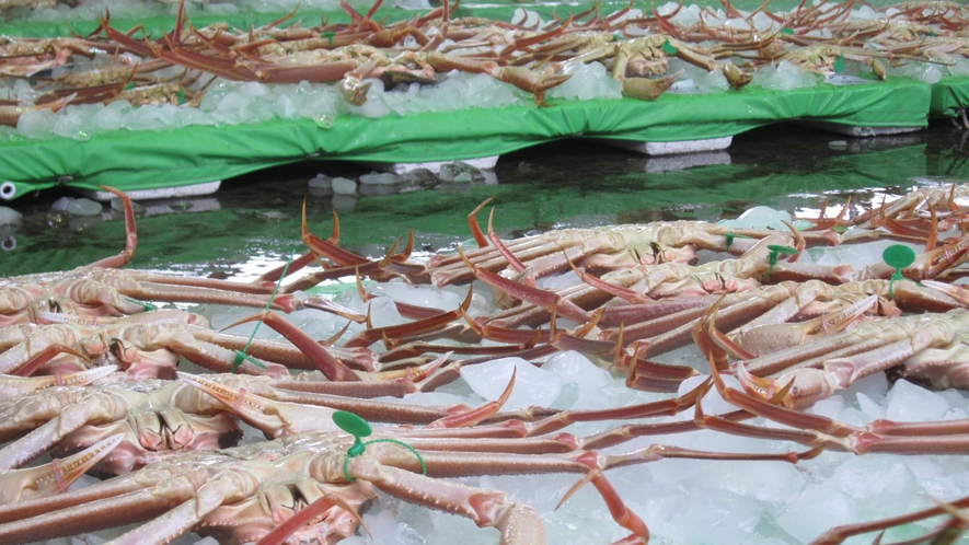 *【蟹のセリ市場】宮津の蟹セリ市場で、極上の蟹を見極めます！