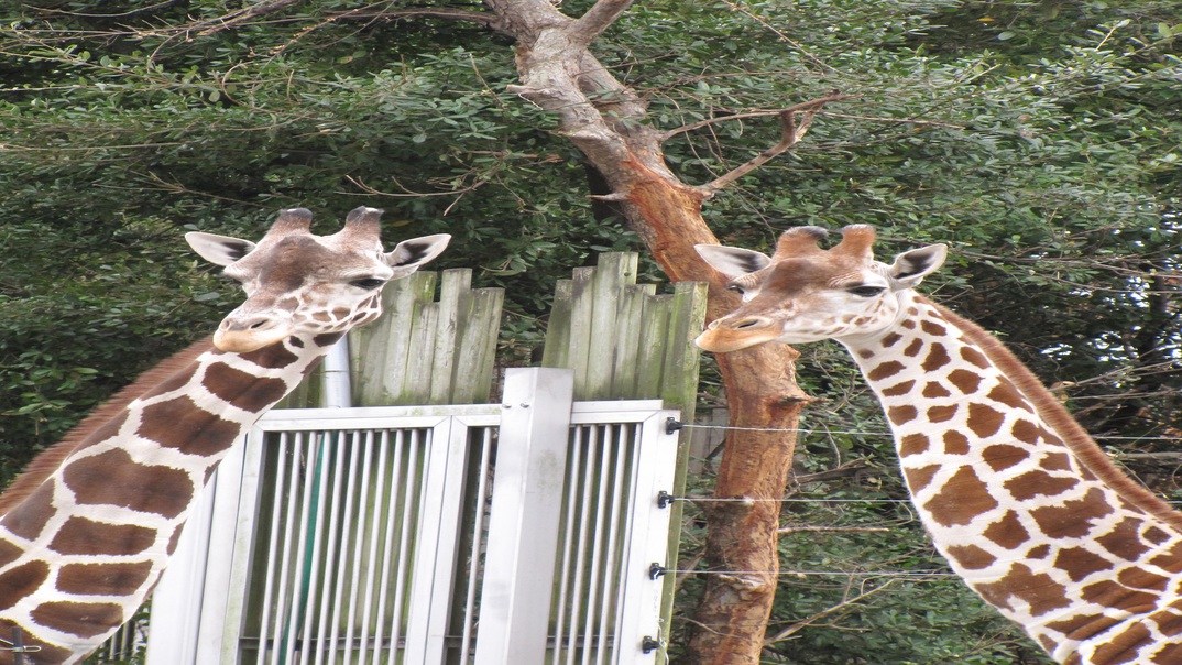 【天王寺動物園】入園引換券の特典付プラン 〇素泊り〇