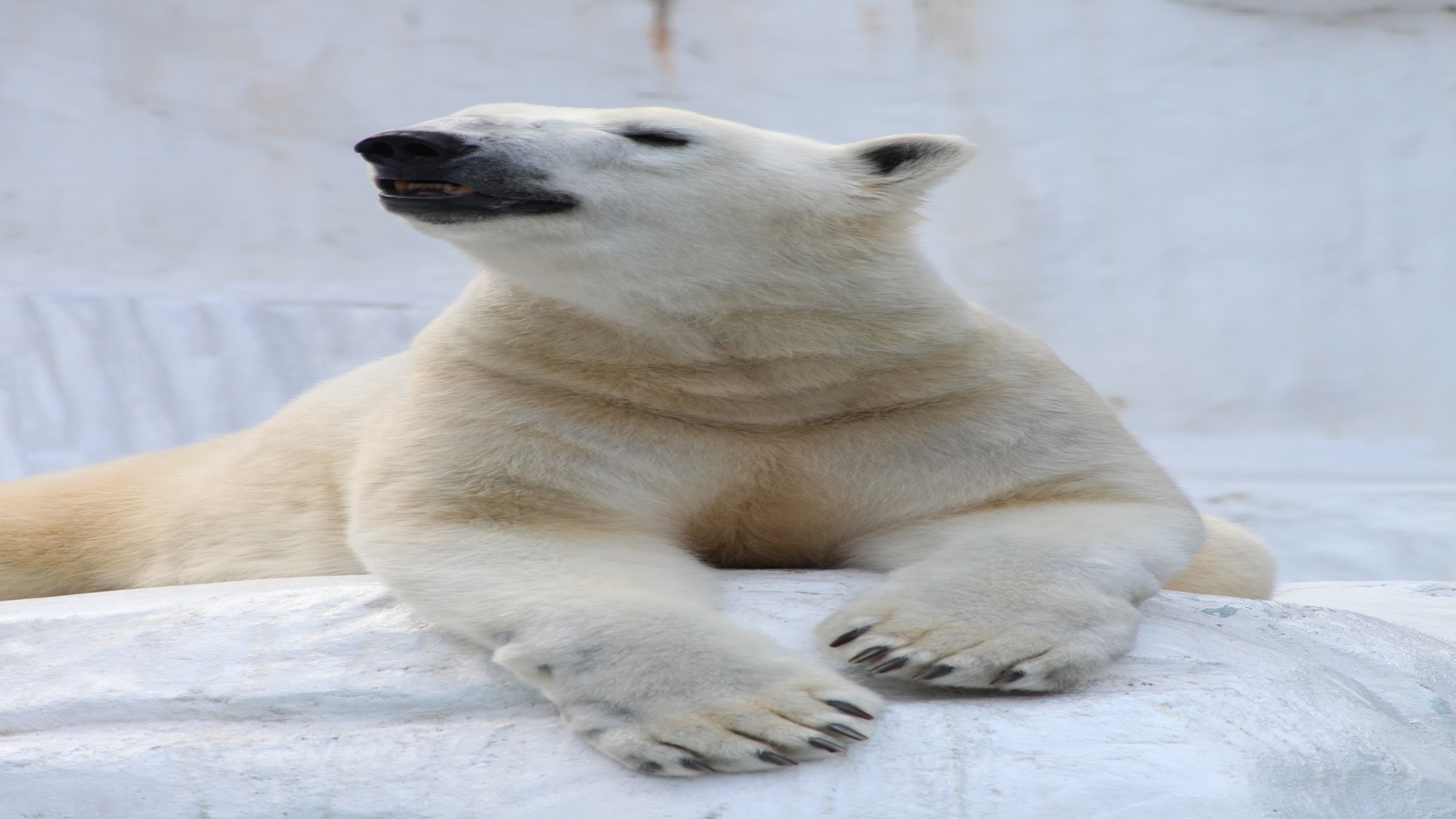 【天王寺動物園】入園引換券の特典付プラン 〇素泊り〇