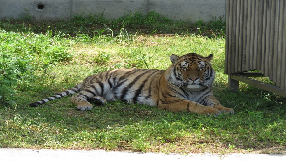 【天王寺動物園】入園引換券の特典付プラン 〇素泊り〇