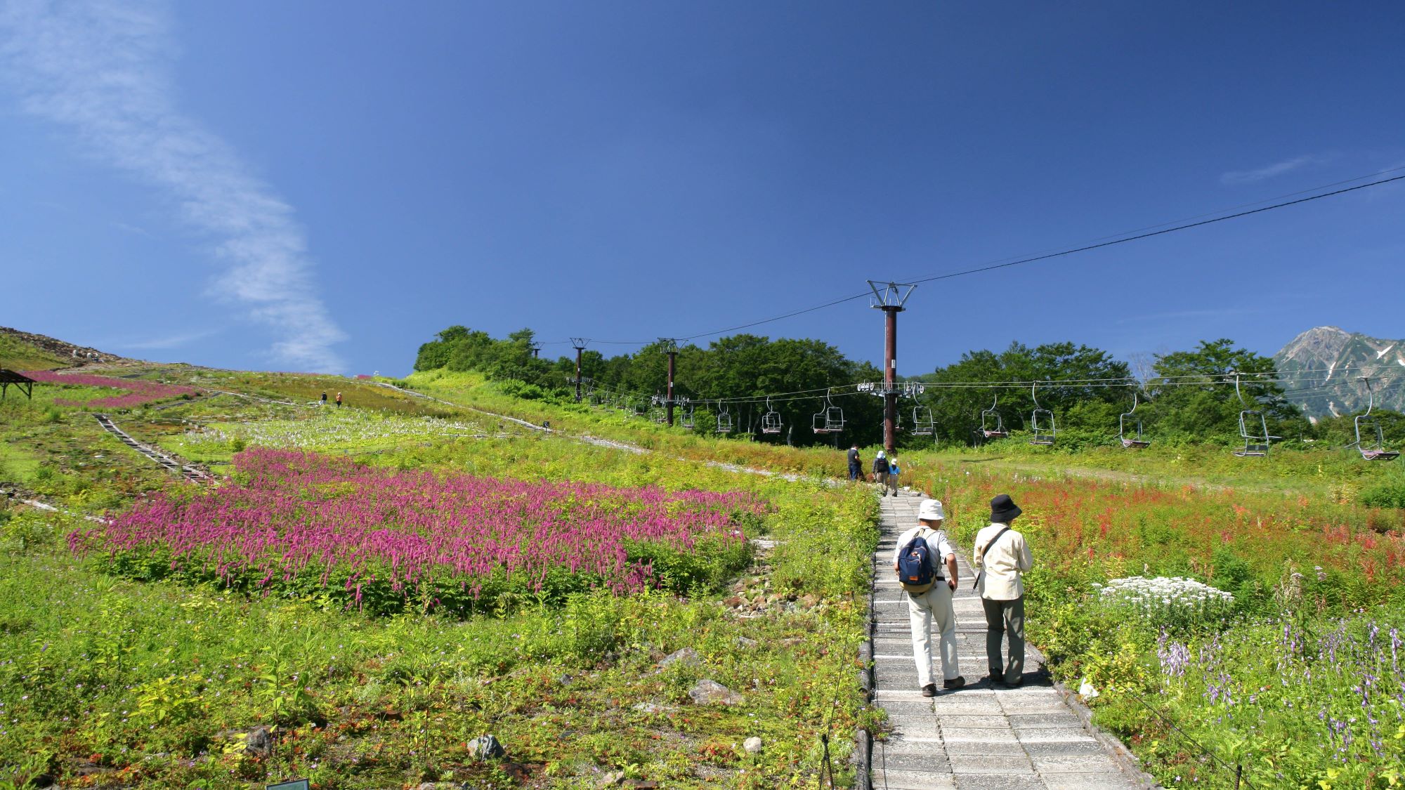 ◆白馬五竜高山植物園：可憐でたくましい高山植物たちに会いに行きませんか