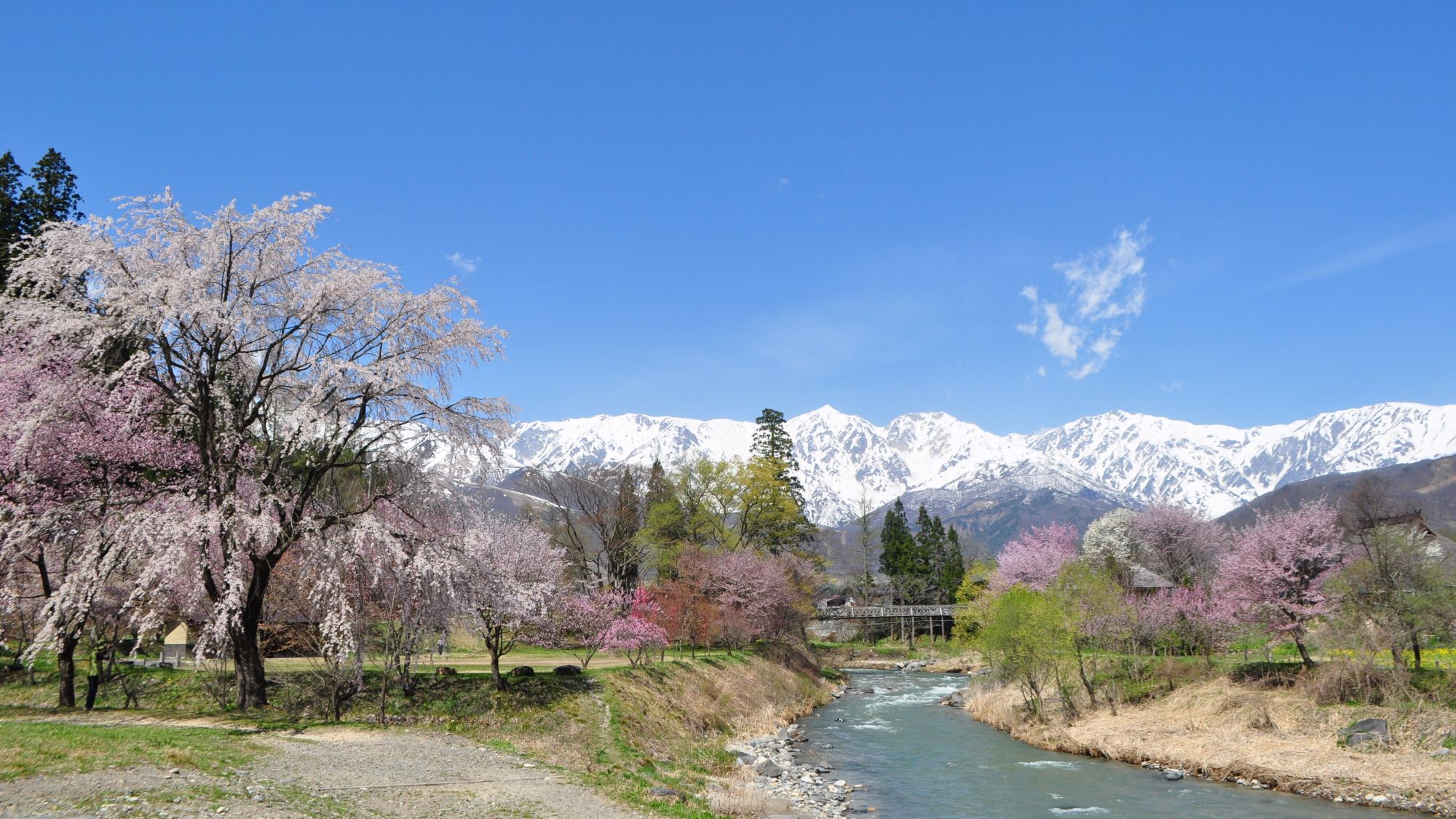 ◆大出の公園：桜が咲き乱れる春・概ね4月下旬頃から