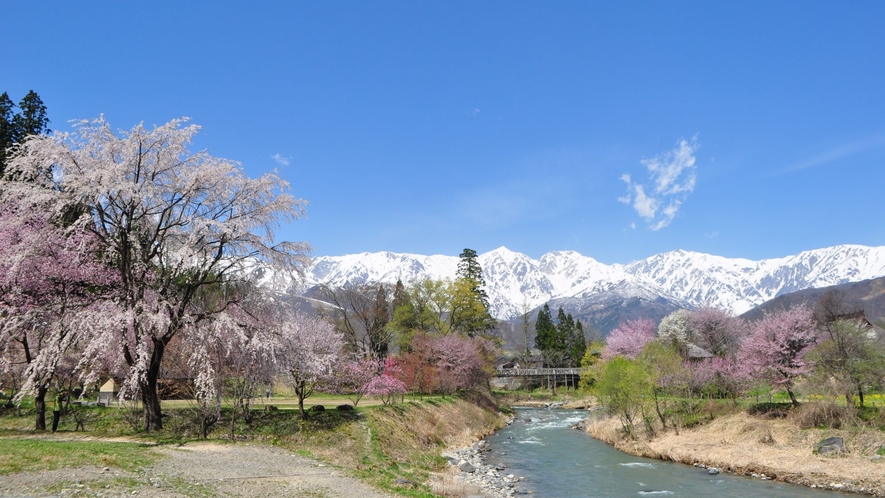 ◆大出の公園：桜が咲き乱れる春・概ね4月下旬頃から