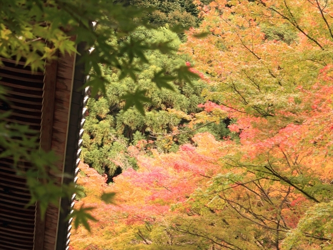 【秋】古都・京都 紅葉の秋
