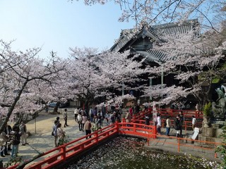 紀三井寺：桜の名所「紀三井寺」（JRで約２０分）