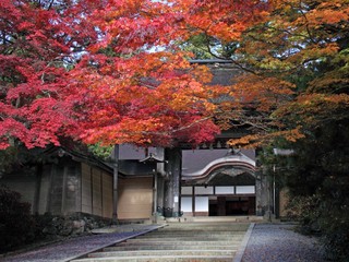 金剛峰寺：杉木立の緑に映える紅葉に彩られた”金剛峰寺”（お車で約90分）