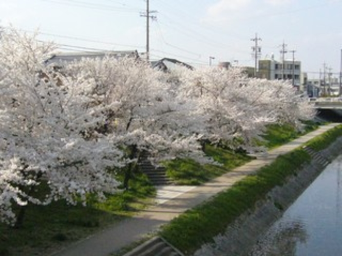 桜の岡崎城散策コース