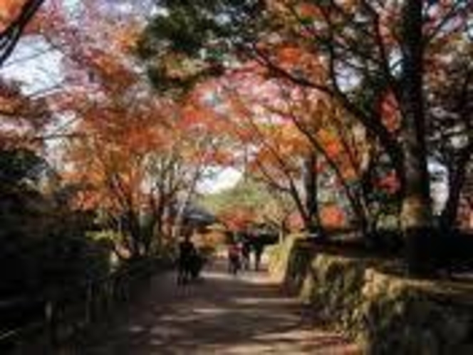 岡崎公園　紅葉の散策風景