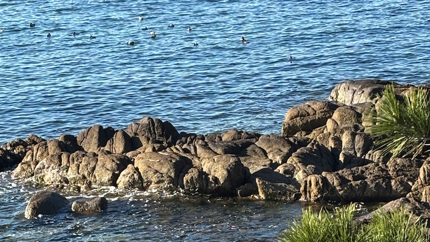 【ジオガイドツアー】＜春休み限定＞西浦の自然満喫！足湯＆大人ワンドリンク付【2食付／基本会席】