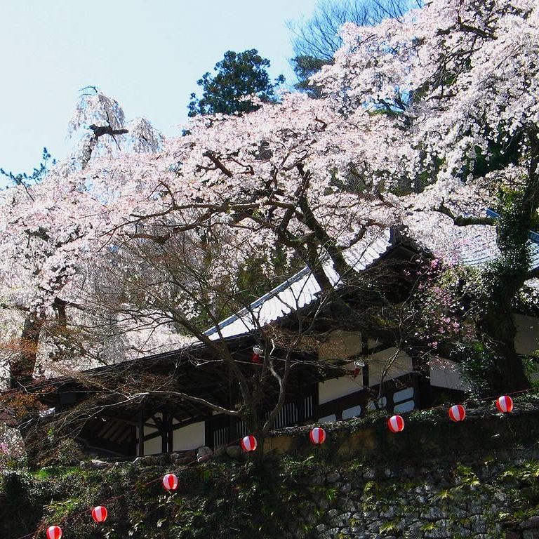 ●善福寺　樹齢200年を超えるしだれ桜が有名な寺院です。毎年4月に夜桜茶会が催されます（徒歩2分）