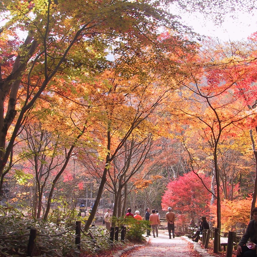 ●瑞宝寺公園　紅葉の名所。秀吉が終日眺めていても飽きないことから「日暮らしの庭」とも（徒歩20分）
