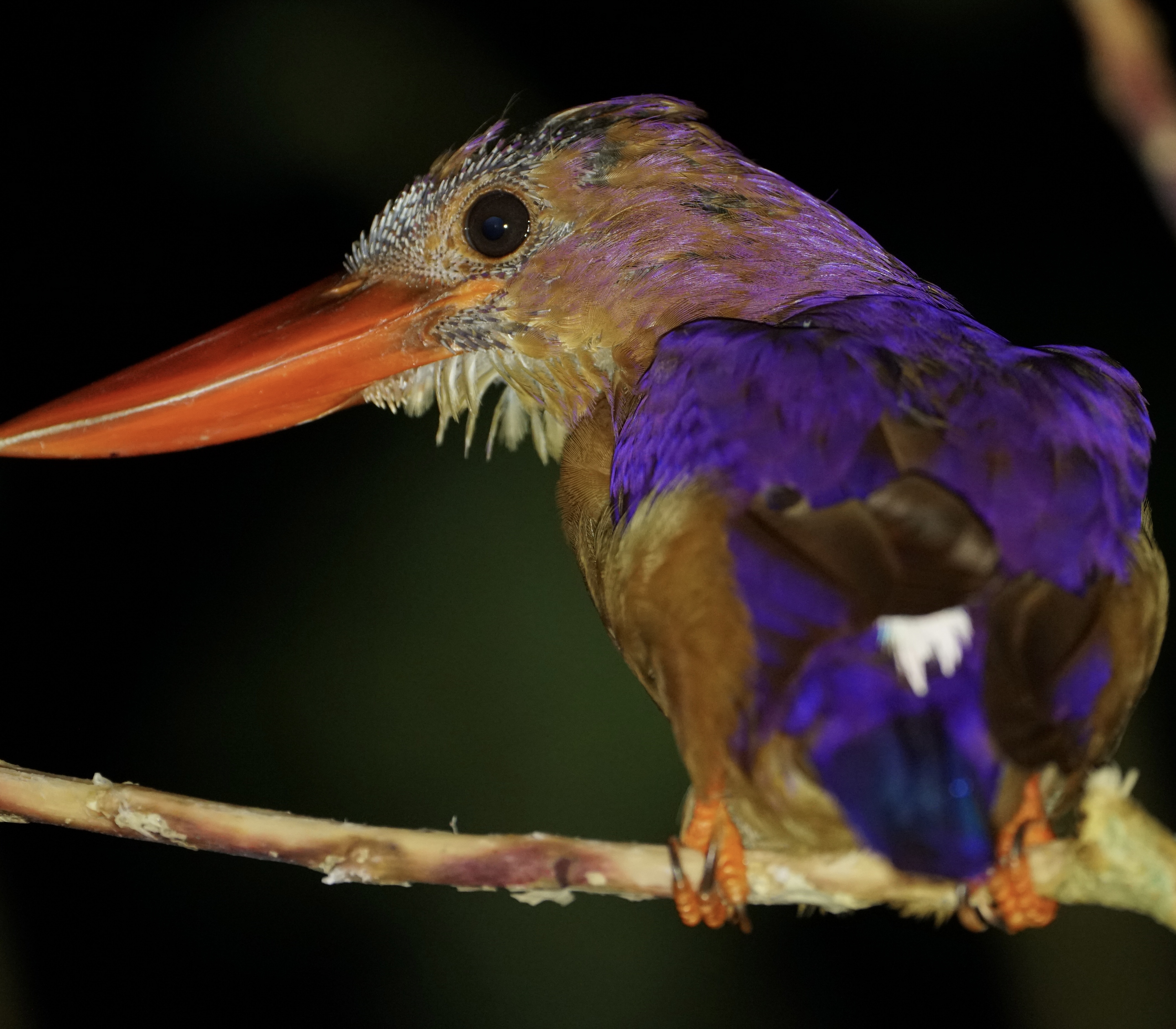 リュウキュウアカショウビン