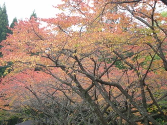 県民の森紅葉