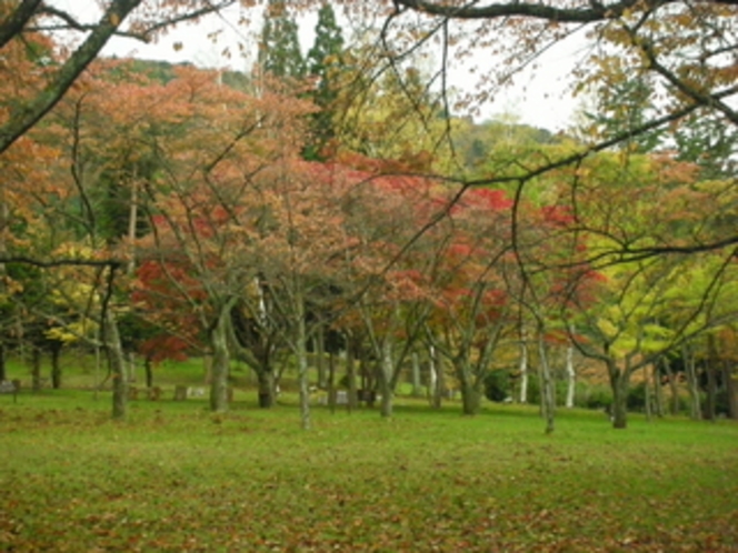 県民の森紅葉