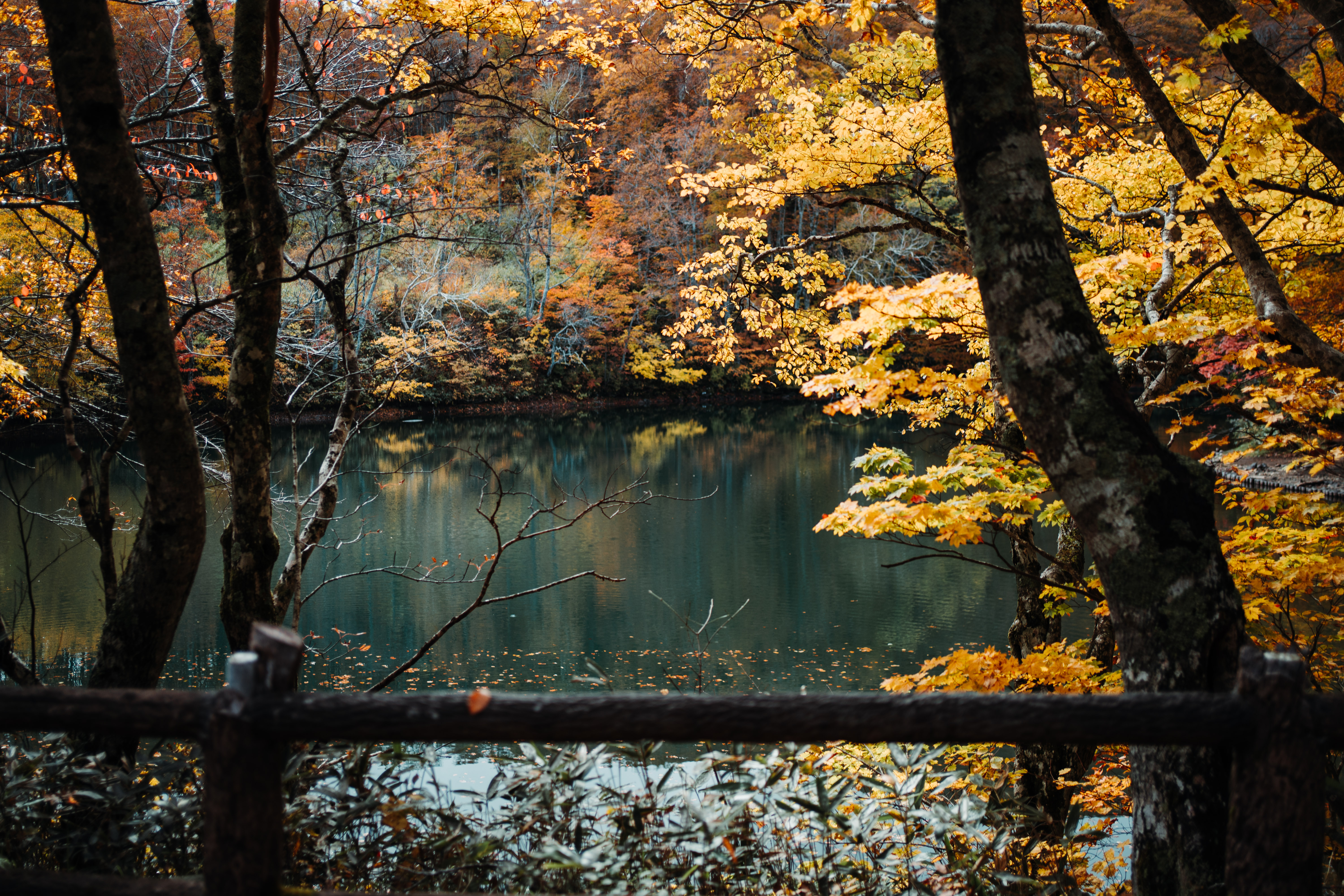 紅葉の池畔散策