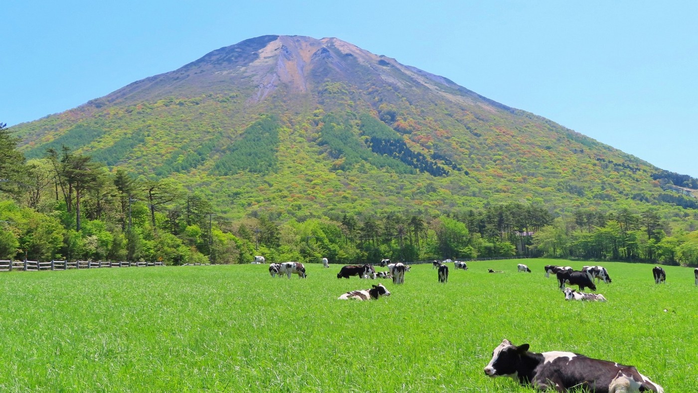 大山まきばみるくの里では牛の放牧が行われることもあり、のどかな自然を感じられます。