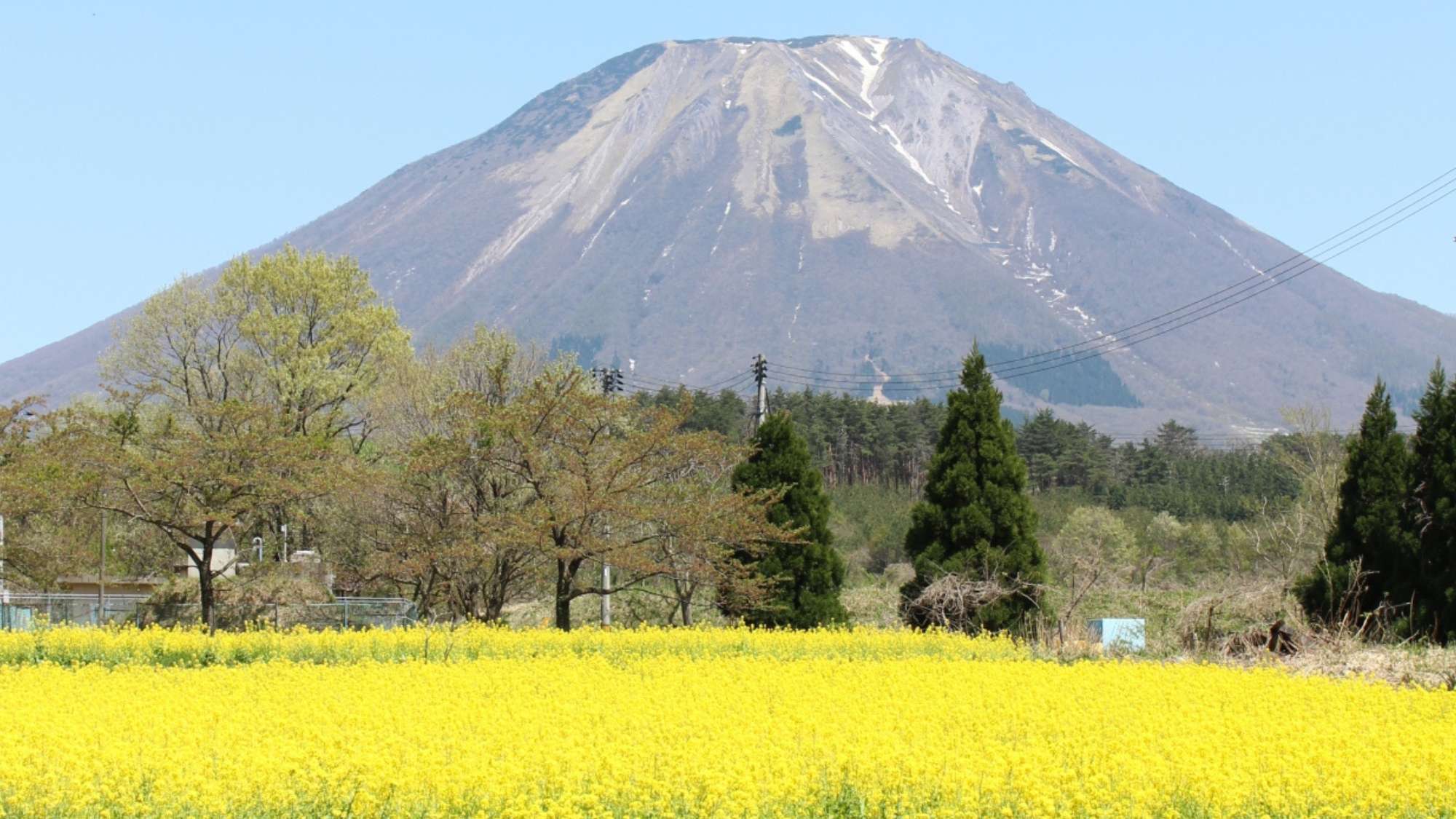 一面に敷き詰められた菜の花畑と大山はまさに絶景！