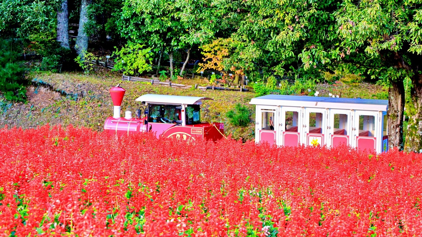 花の丘ではとっとり花回廊の秋を代表する風景である真っ赤なサルビアの丘も色づきます。
