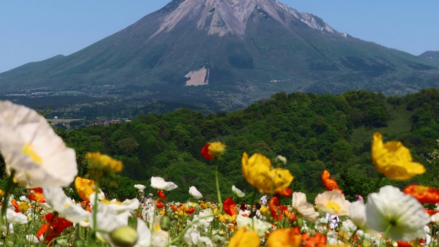 日本最大級のフラワーパーク、とっとり花回廊からは、美しい花々と雄大な大山を眺めることができます。