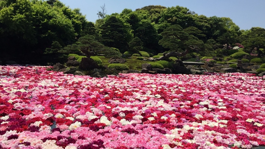 由志園は牡丹の花を一年中楽しんでいただける施設です。季節ごとに様々な牡丹の魅力が楽しめます！