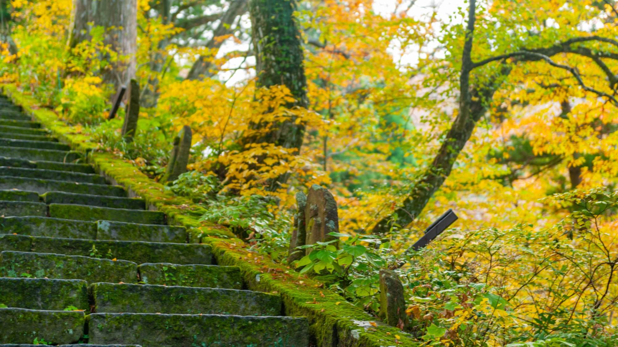 【大山寺】黄金色の美しい紅葉並木