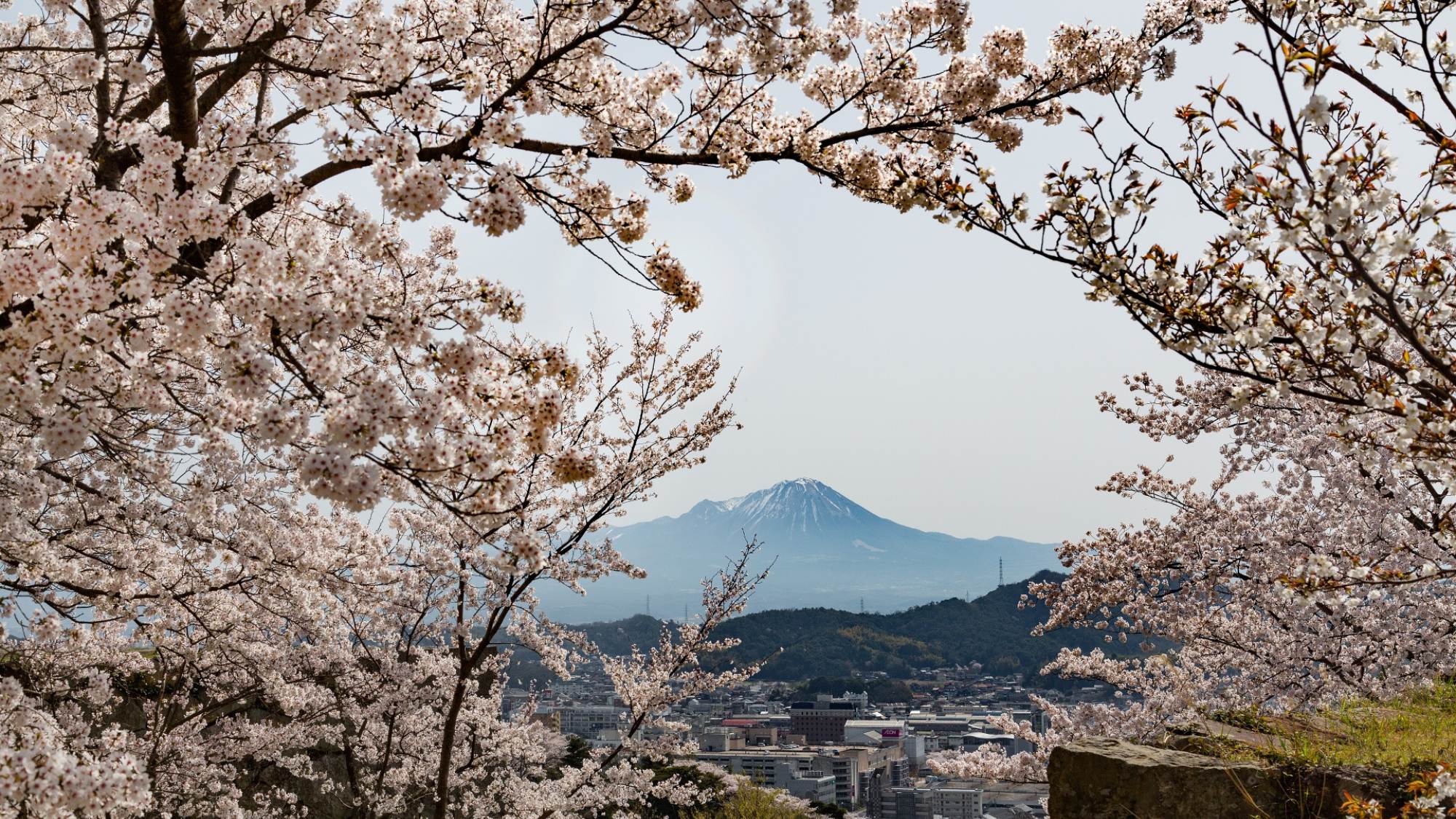 桜と秀峰大山のコントラストをお楽しみ下さい。
