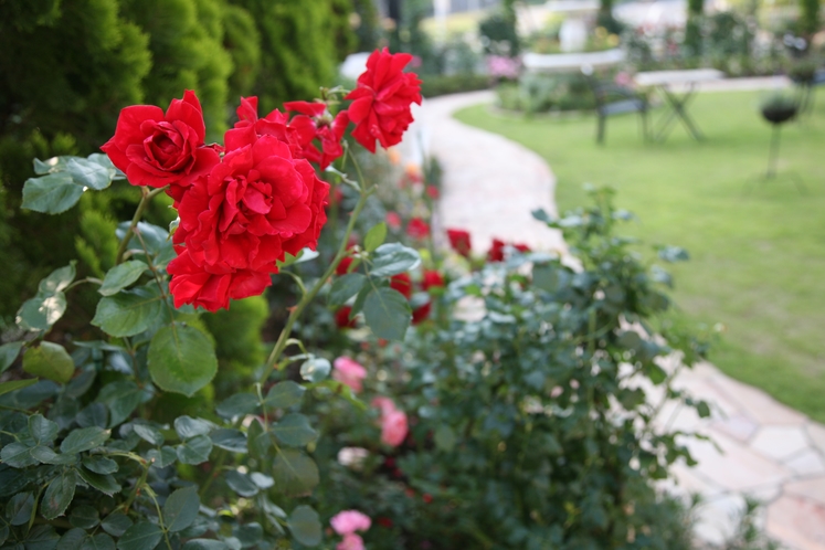 【ローズガーデン】5月頃ホテルのお庭のバラが満開です