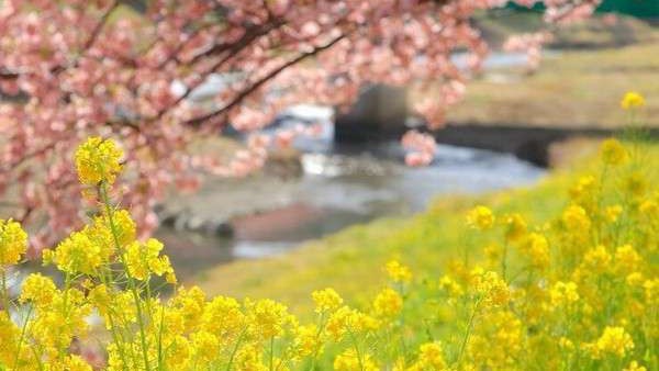 みなみの桜まつり