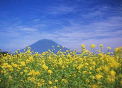 ヒマワリや菜の花、キガラシ畑