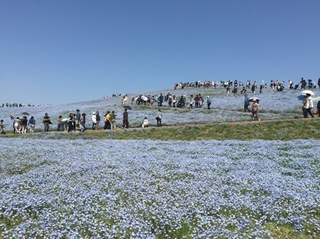 国営ひたち海浜公園４～５月ネモフィラ見ごろ