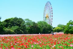 国営ひたち海浜公園ポピーが見ごろ