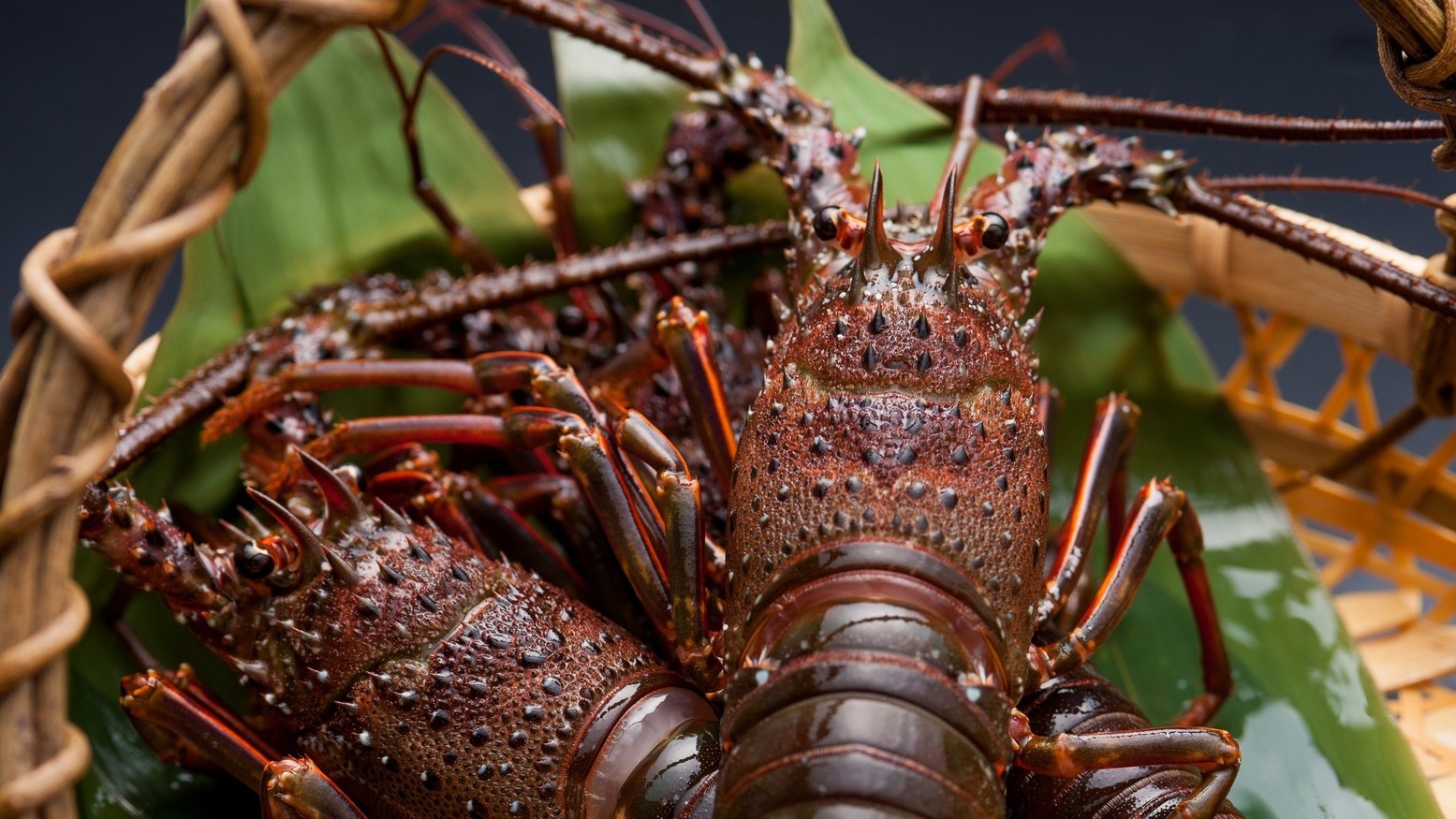 【宿中屋ふぐ会席】〜選べる伊勢海老or鮑〜