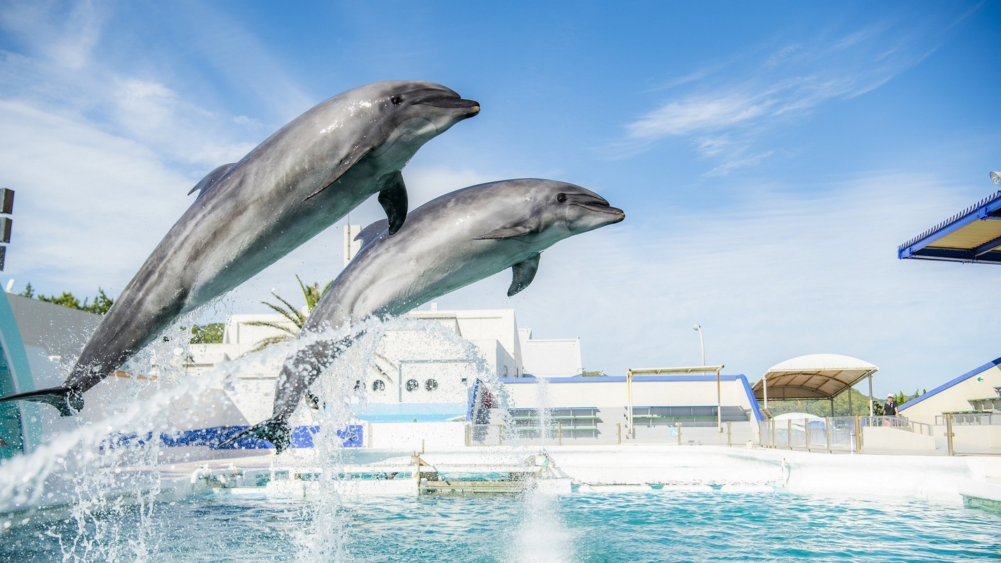 【シーワルドプラン〜平日限定10％OFF〜】伊勢海老・鮑！丸々1匹コース〜鴨川シーワールド入園券付〜