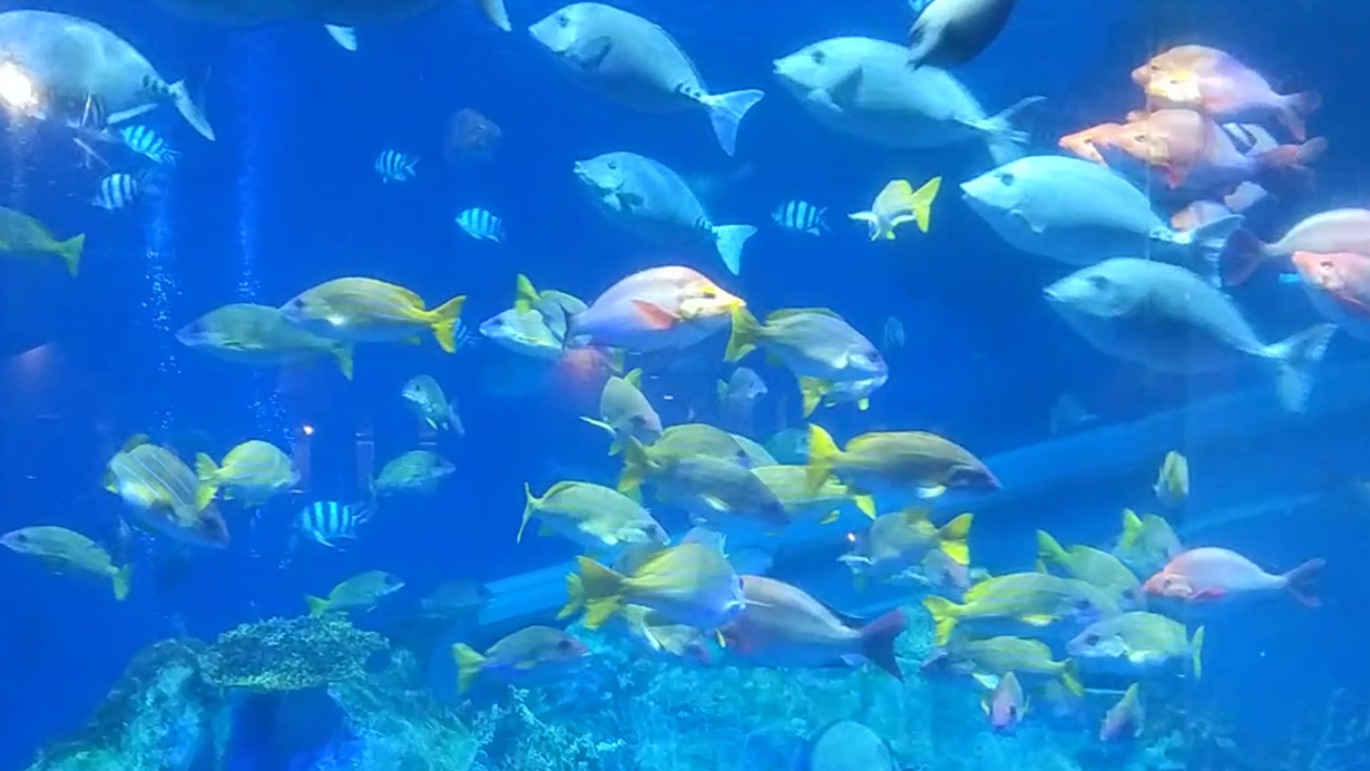 【7/3限定｜先着20組】一夜限りのナイト水族館へ宿泊者だけのプレミアム体験≪夕食17:30開始≫空