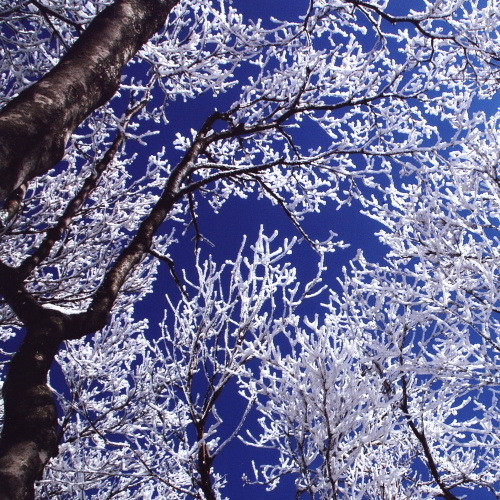 Rime on trees and blue sky
