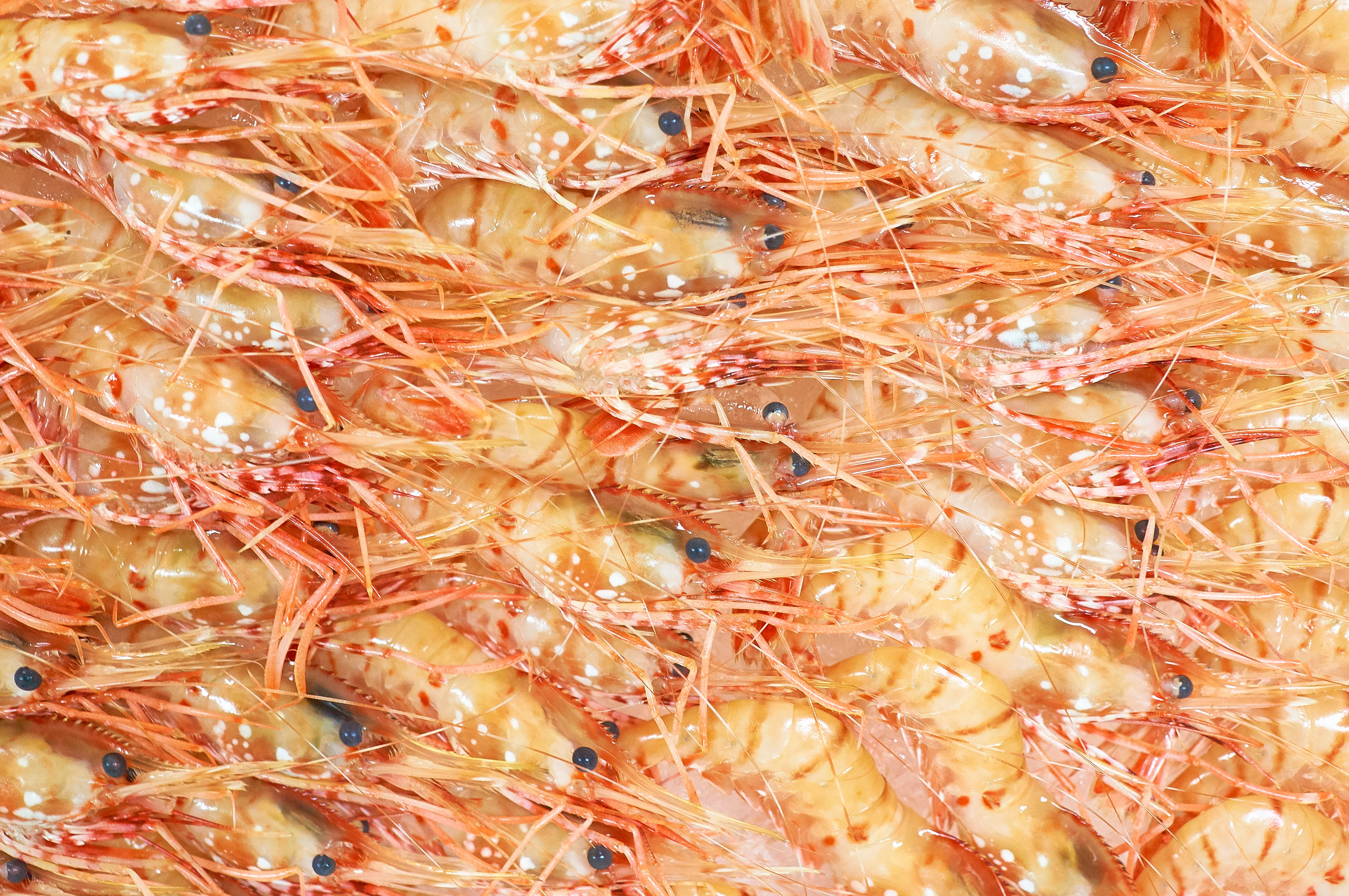 こだわりの食材を毎日仕入れています