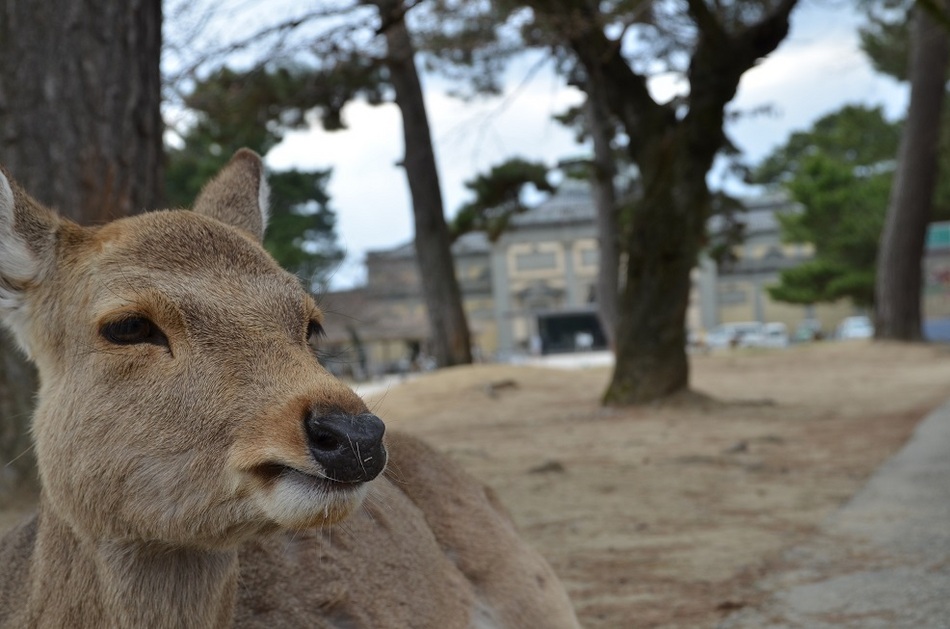 旅館 白鳳 - 写真 61