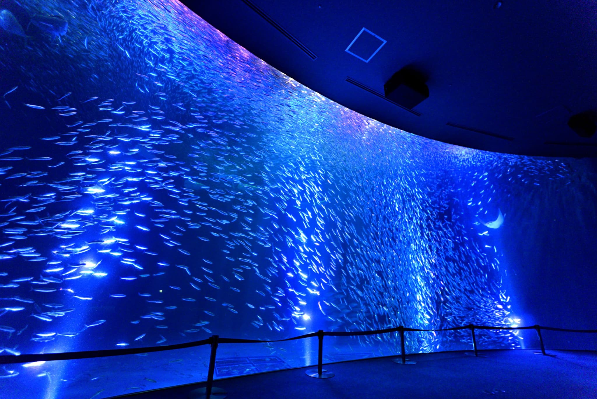 【名古屋港水族館割引券付きプラン】ご家族やカップルにおすすめのアクアリウム体験≪朝食付き≫