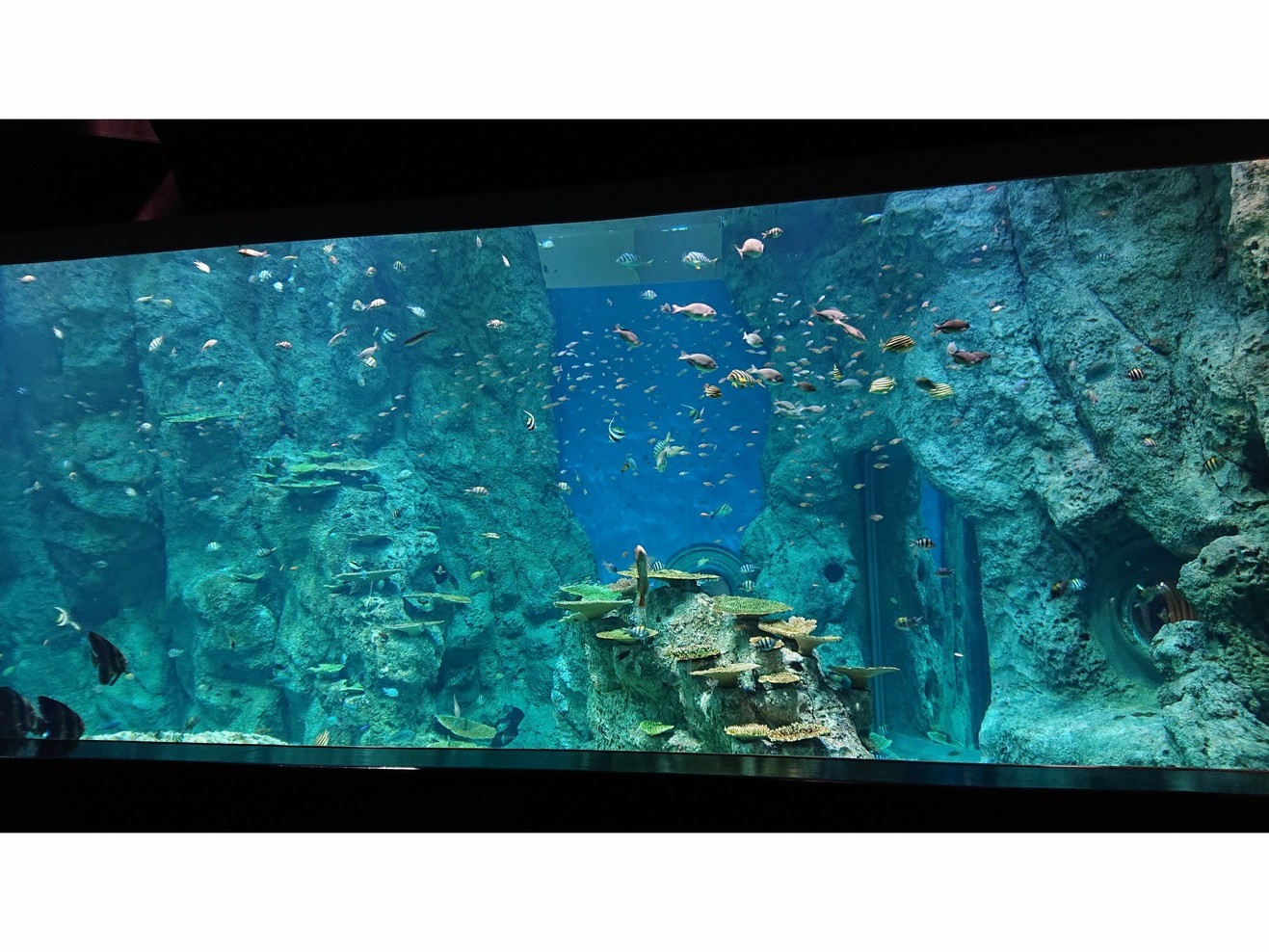 【足摺海洋館へご招待♪入場券付き】黒潮の恵みをふんだんに　足摺ならではの　《海鮮会席料理》プラン