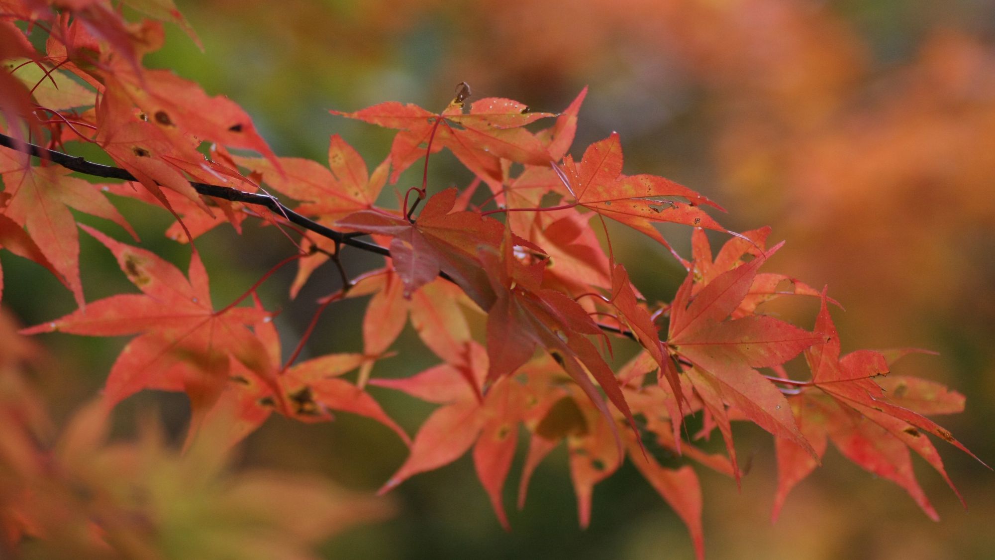 ◆【宇甘渓自然公園　紅葉】当ホテルから車で約15分