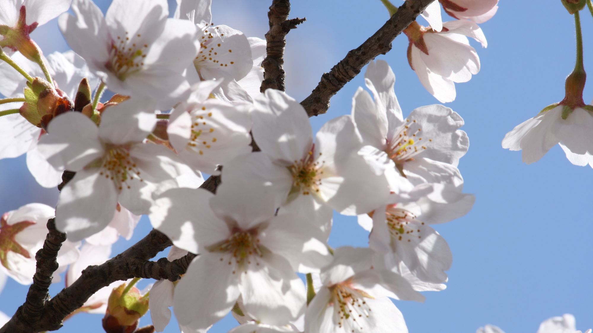 ◆【宇甘渓自然公園　桜】当ホテルから車で約15分