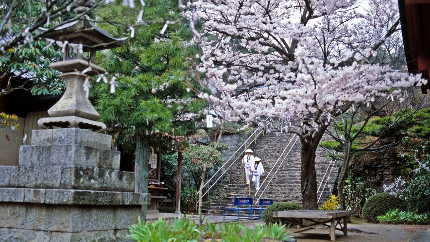 *【周辺観光】お遍路さんと桜　-　提供：（公社）香川県観光協会