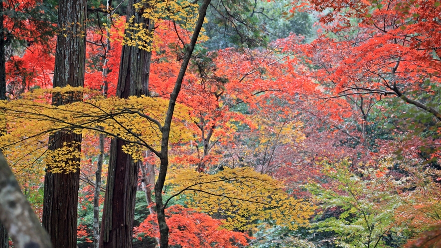 *【周辺観光】紅葉　-　提供：（公社）香川県観光協会