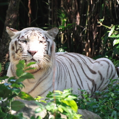 平川動物園の珍しいホワイトタイガー