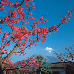 鹿児島の紅葉