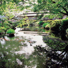 鹿児島の池には鯉も泳いでいます。