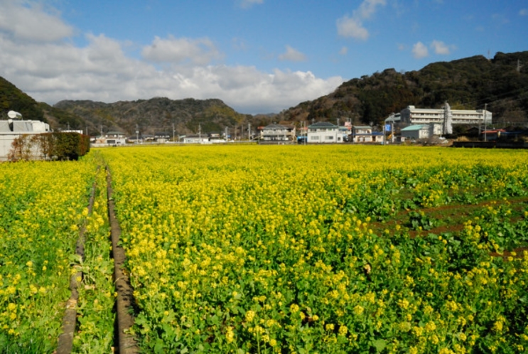 日野交差点菜の花畑