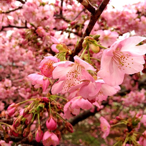ぶらり【河津桜まつり】【宿主拘りの伊豆河津の地魚】 【活あわび】を食らうプラン無料駐車場あり