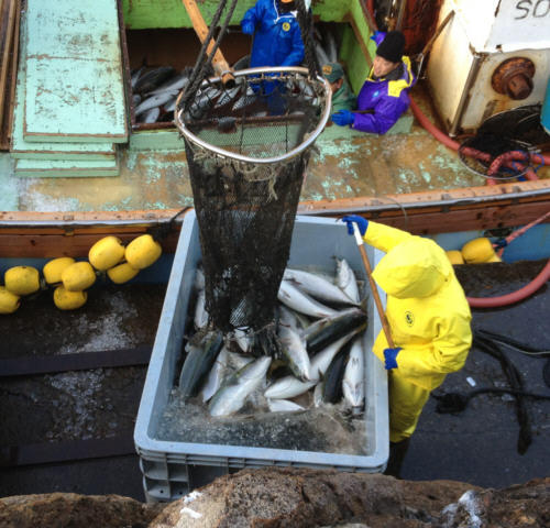 ★★★海まかせ【宿主が拘った伊豆・河津の地魚】を食らいに行くプラン★★★