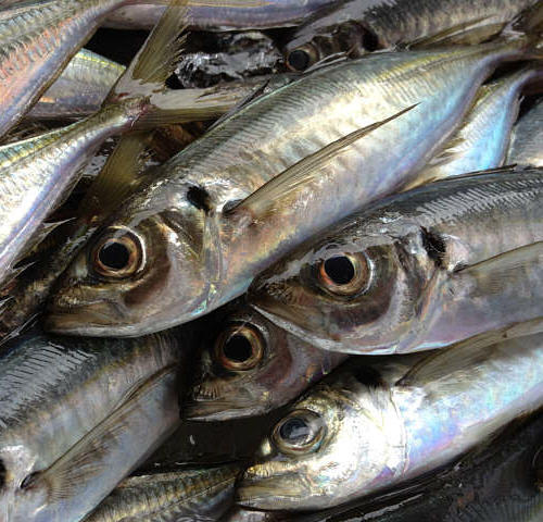 ★★★海まかせ【宿主が拘った伊豆・河津の地魚】を食らいに行くプラン★★★